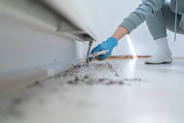Professional Pest Control in West Memphis, AR